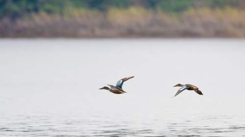 Northern Shoveler