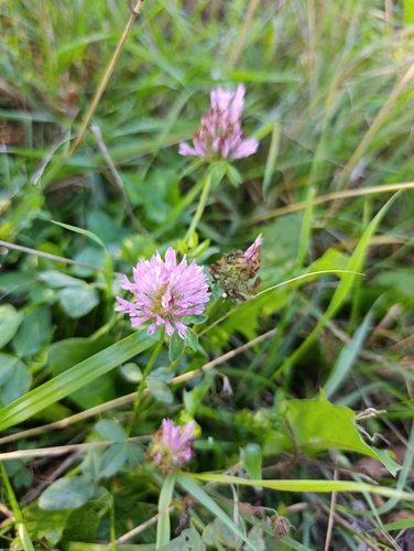Red Clover