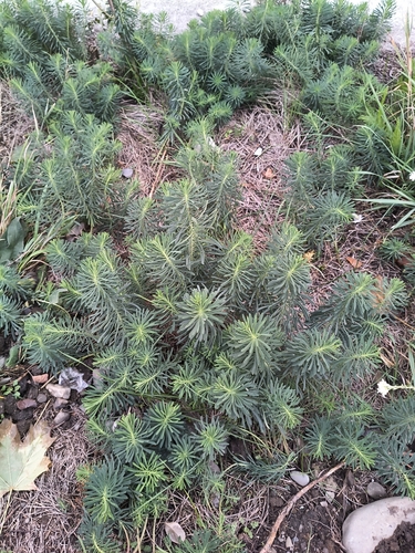 cypress spurge