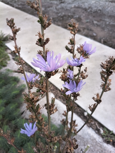 chicory
