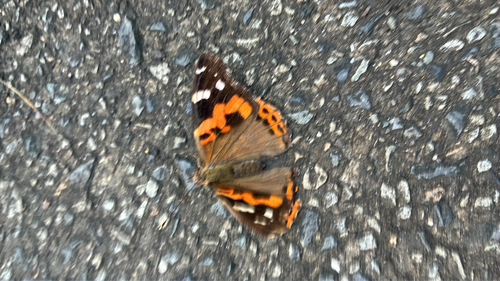 Indian Red Admiral