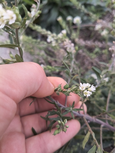 hoary alyssum