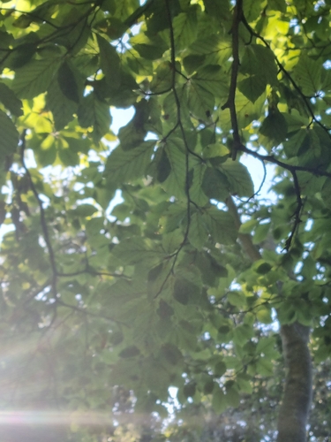 European beech