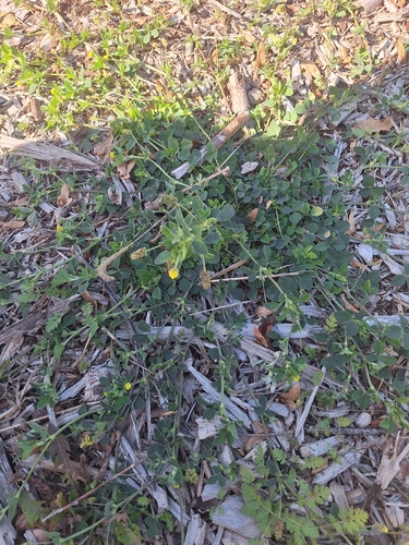 Black Medick
