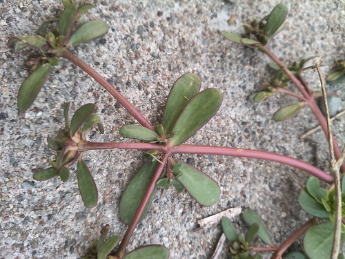 Common Purslane