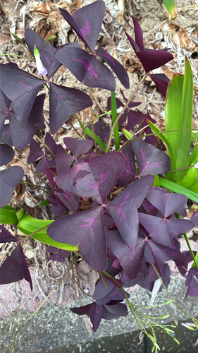 false shamrock