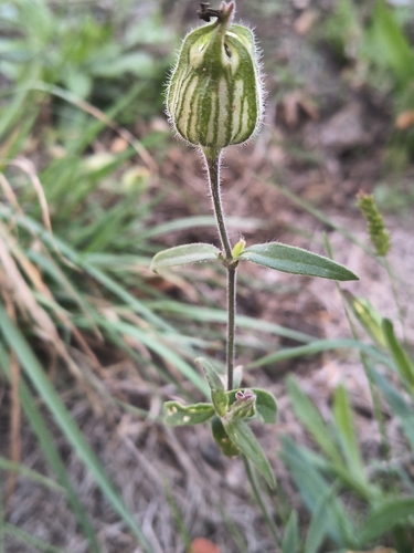 white campion