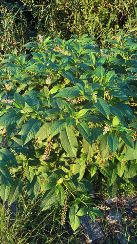 American pokeweed