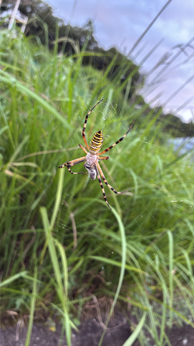 Wasp Spider