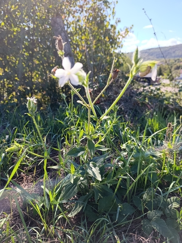 common soapwort