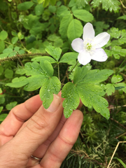 Anemonoides quinquefolia