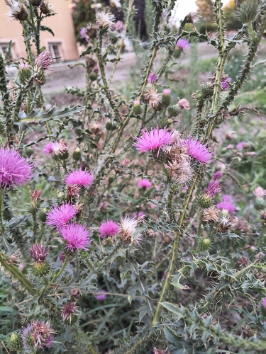 Broad-winged Thistle
