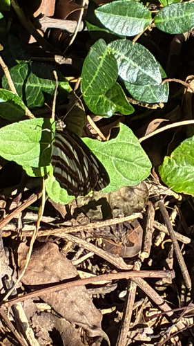 Neptis sappho intermedia