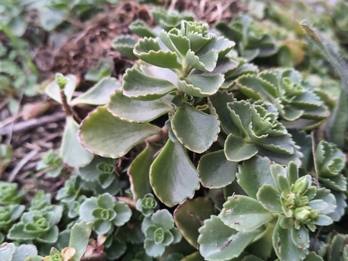 Caucasian Stonecrop