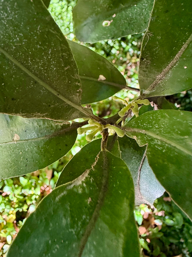 Hedycarya arborea, photograph 4