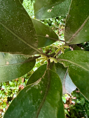 Hedycarya arborea, photograph (c) Tom Beard, some rights reserved (CC BY)