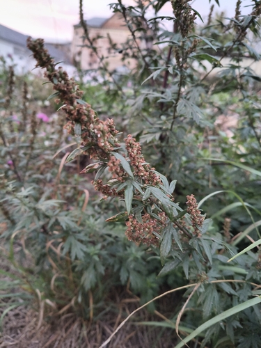 common mugwort