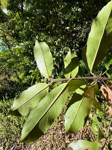 Hedycarya arborea, photograph 3