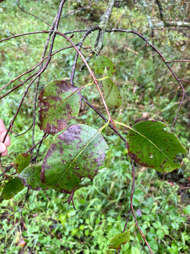 nannyberry