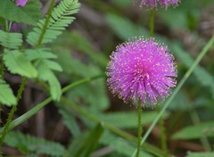 Mimosa hystricina