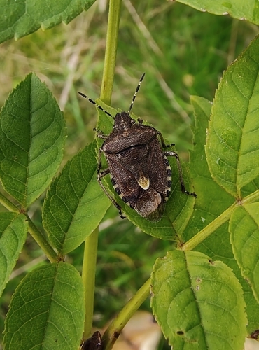 Sloe Bug
