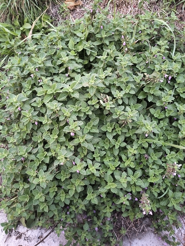 Black horehound