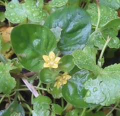 Lysimachia japonica