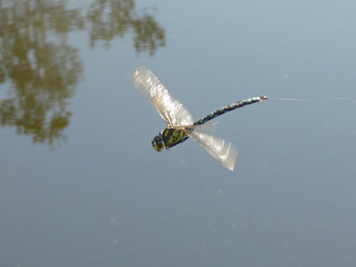 Southern Hawker