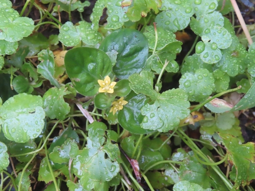 Lysimachia japonica, photograph 1