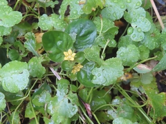 Lysimachia japonica, photograph (c) mami_t_t, some rights reserved (CC BY)