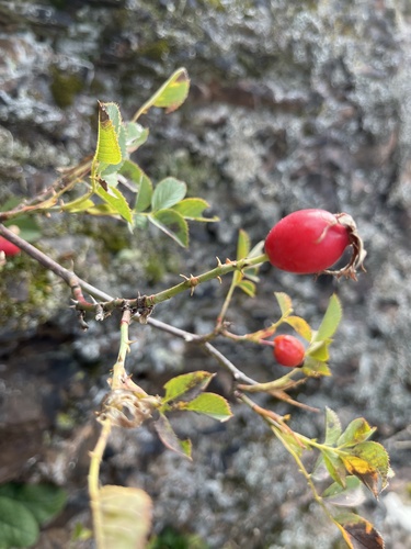 Caninae