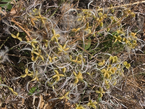 fragrant virgin's-bower