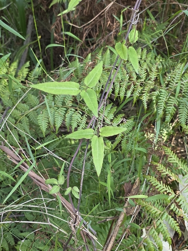 Clematis aristata, photograph 4