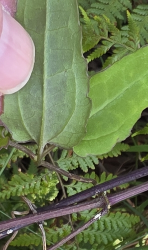 Clematis aristata, photograph 5