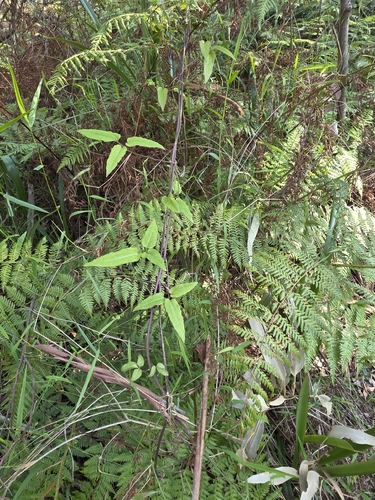 Clematis aristata, photograph 6