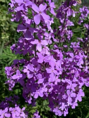 Hesperis