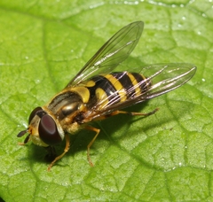 Syrphus knabi