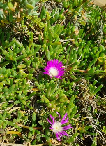 Disphyma crassifolium