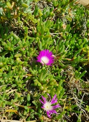 Disphyma crassifolium