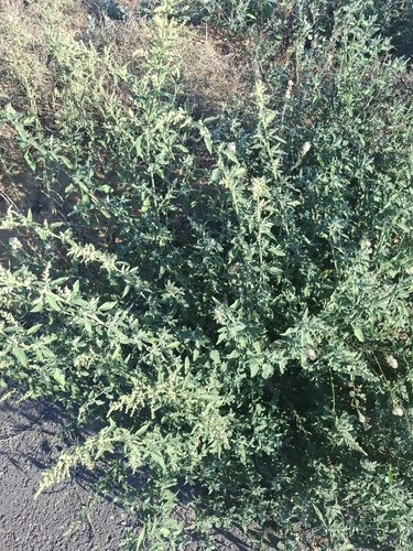 Common Lambsquarters