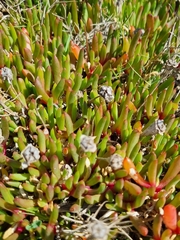(c) Jane Canaway, some rights reserved (CC BY) Disphyma crassifolium, photograph (c) Jane Canaway, some rights reserved (CC BY)
