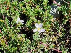 Frankenia pauciflora