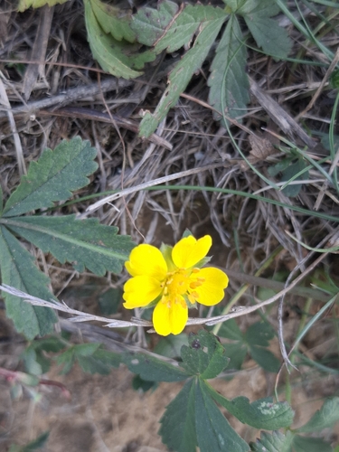 Creeping cinquefoil