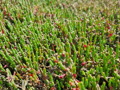 Salicornia quinqueflora, photograph 4