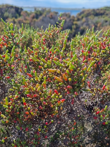 Tecticornia arbuscula
