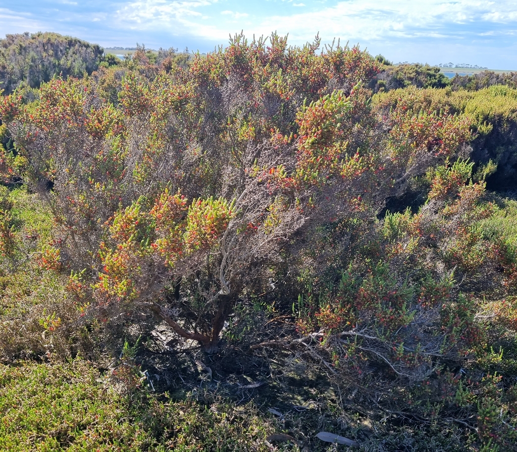 Tecticornia arbuscula; photograph (c) Jane Canaway, some rights reserved (CC BY)