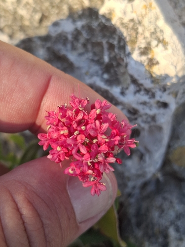 Red Valerian