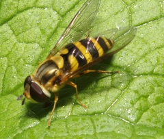 Syrphus knabi