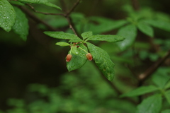 Rhododendron menziesii, photograph author not stated, no rights reserved