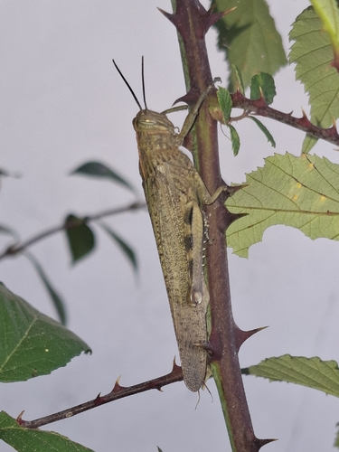Egyptian Bird Grasshopper